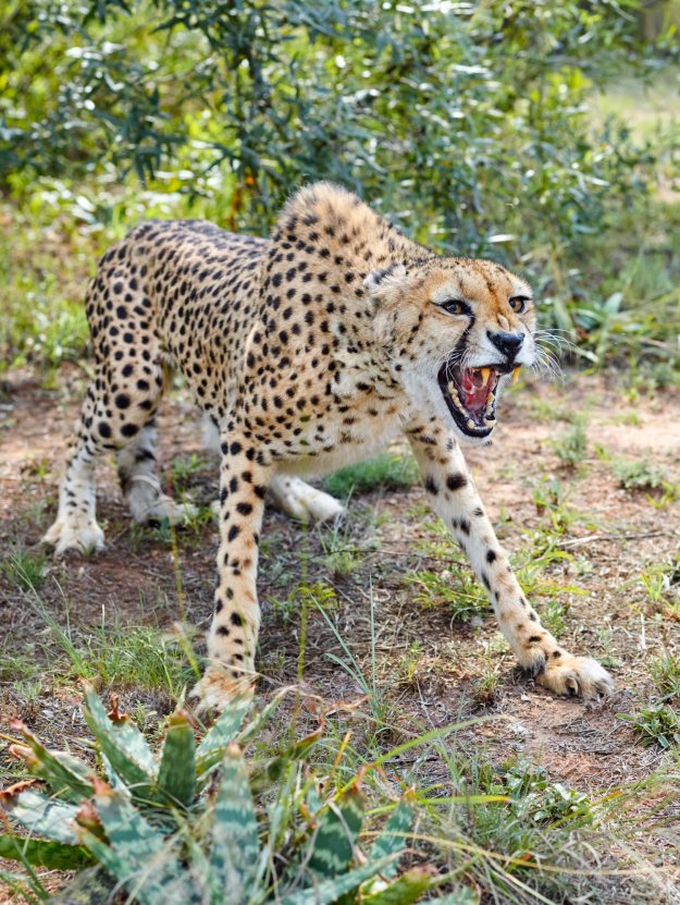 Cheetah