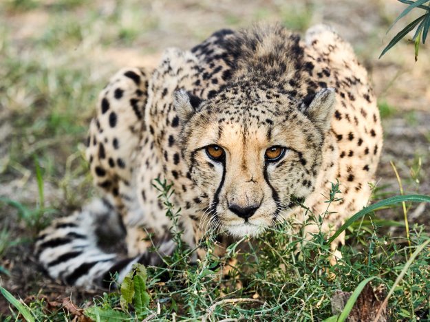 Cheetah
