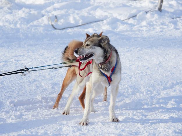 17-02-28 Alaska 0073