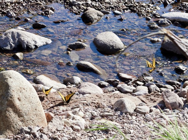 Superstition Mountains 34