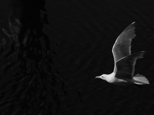 Monochrome Gull