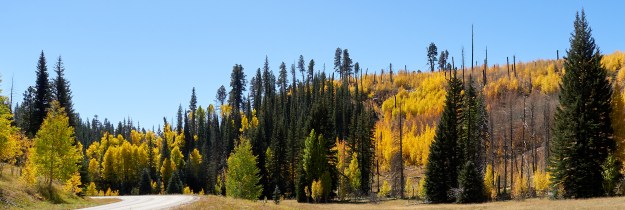 Aspen Colors