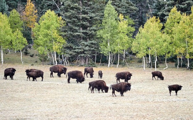 Bison Grazing