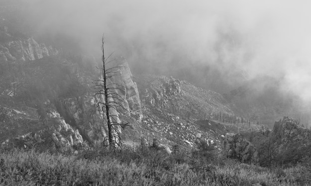 Burnt Forest Monochrome