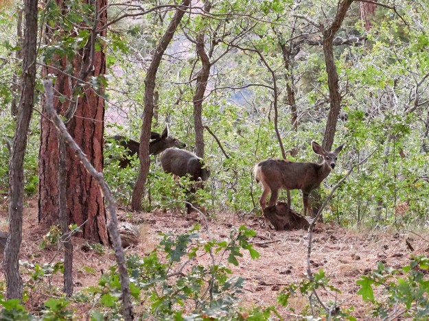 Grazing Mule Deer