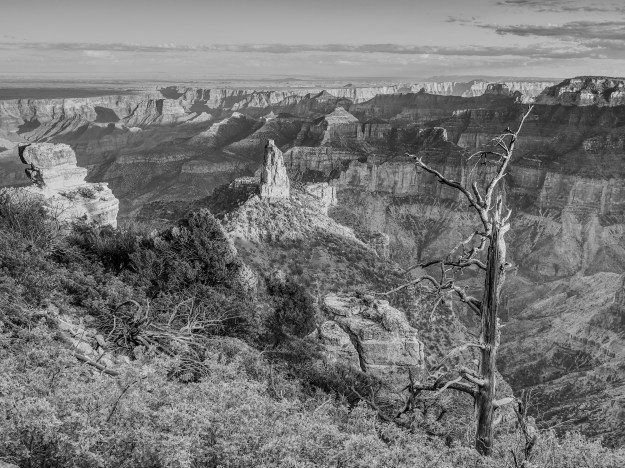 Point Imperial Monochrome