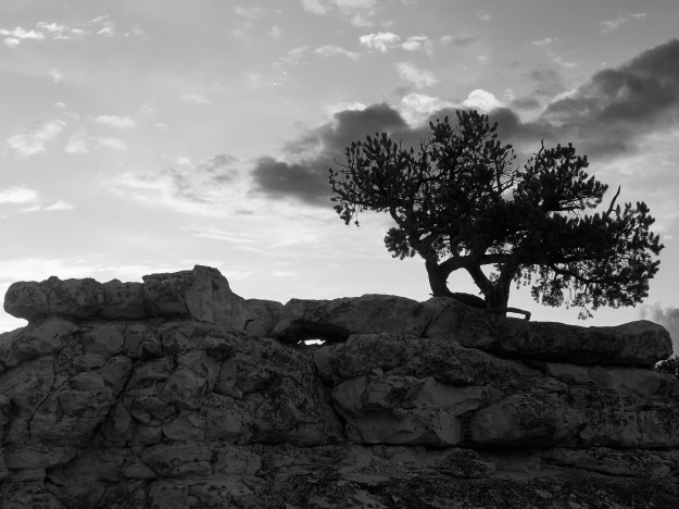 Tree and Rocks Monochrome
