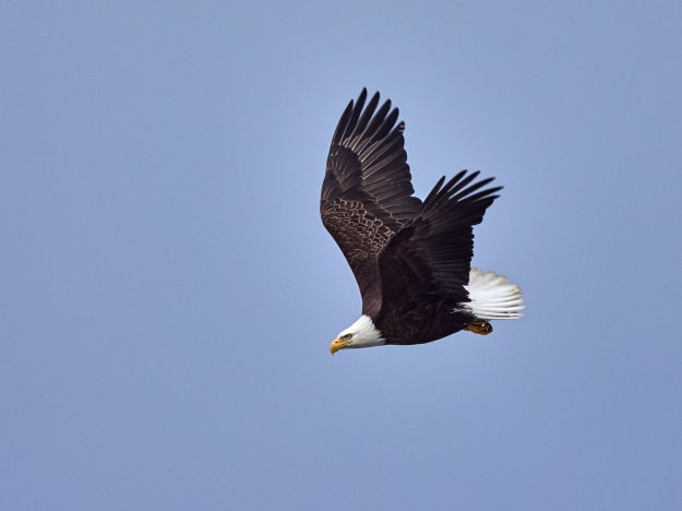 Bald Eagle in flight