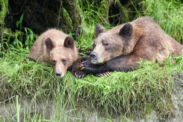 Momma and cub napping
